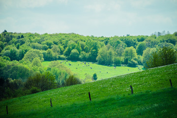 Fototapeta na wymiar Deutschland Saarland Landschaft mit Kuhweide im Frühling bei 66646 Marpingen