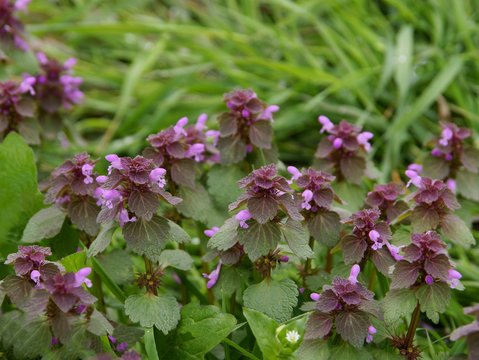 Fototapeta dead nettle plant with purple flowers