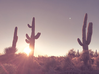 Arizona desert sunrise, saguaro cactus tree