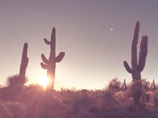 Zelfklevend Fotobehang Arizona desert sunrise, saguaro cactus tree © BCFC