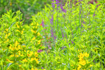 Lysimachia (Goldfelberich)