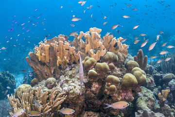 Caribbean coral reef