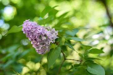 Lilac bush, lilac background. spring Sunny background with lilac flowers in the sunlight.