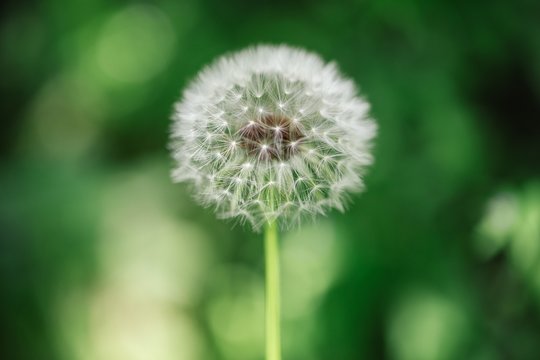 dandelion seeds blowing wind, dreamy magical image with green tones. Abstract dandelion flower background. Big dandelion. Art photography.