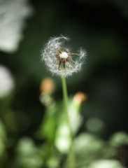 dandelion seeds blowing wind, dreamy magical image with green tones. Abstract dandelion flower background. Big dandelion. Art photography.