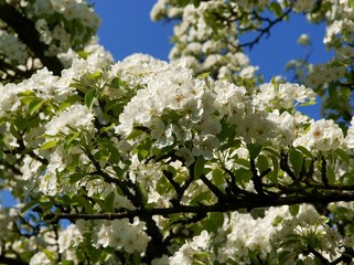 white flowers of pear tree at spring