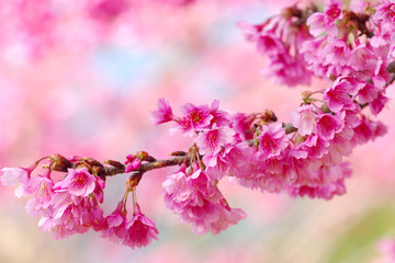 Pink cherry blossom in thailand