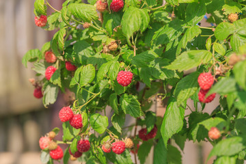 Branch with green leaves and red ripe raspberry