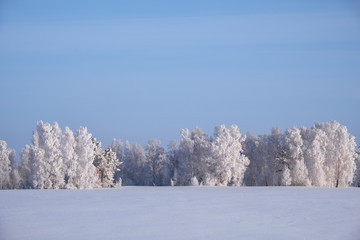 Birch trees under hoarfrost in snow field in winter season