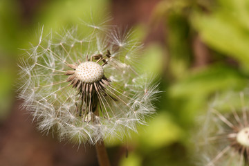 overblown dandelion