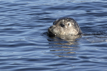 Fototapeta premium Harbor seal head peering out of the water of the Pacific Ocean in the spring sunny day