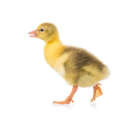 Cute little newborn yellow fluffy gosling. One young goose isolated on a white background. Nice bird.