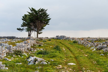 Fototapeta na wymiar Rural landscape with trees