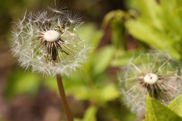 overblown dandelion