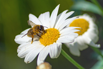 little honeybee on white blossom