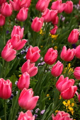 tulipani bagnati