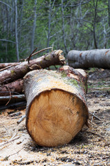 freshly cut tree trunk with sawdust on the ground