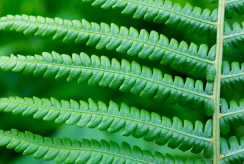 Obraz premium The natural background of leaves fern (Matteuccia struthiopteris), closeup