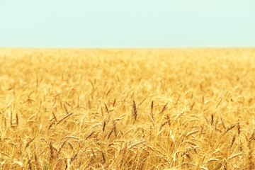 field of ripe wheat