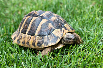 Turtle on the grass