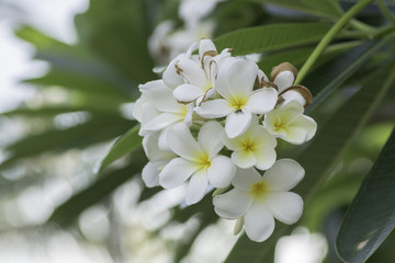 Plumeria on blurred background .