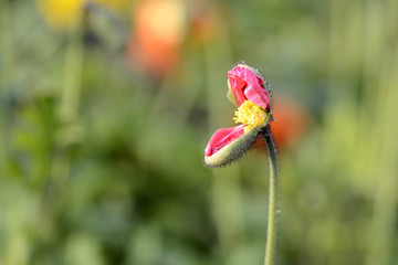 Papaver rhoeas