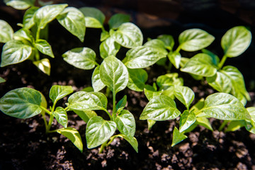 Small sprouts of green pepper for growing in a greenhouse