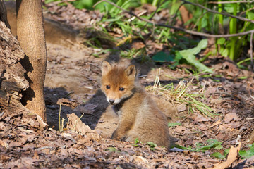 キタキツネの赤ちゃん
