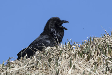 Male crow sitting on the top of the hills near the nest on a spring day