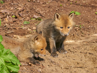 キタキツネの赤ちゃん
