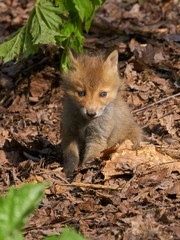 キタキツネの赤ちゃん
