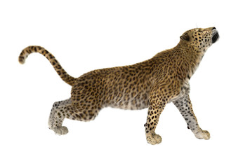 3D Rendering Big Cat Leopard on White