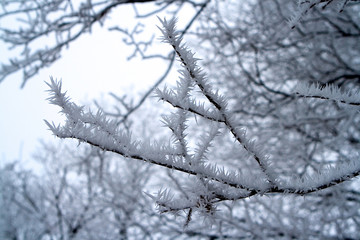 Hoarfrost on the branches of a tree is like a needle.