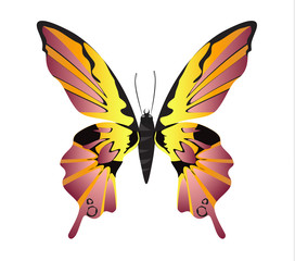 Isolated beautiful butterfly on white background. Different colors.