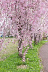 weeping cherry blossom