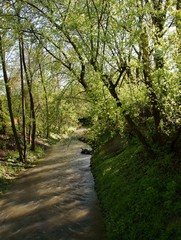 Fototapeta na wymiar trees in park at spring