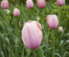 Pink and White Tulips in a New York City Public Garden