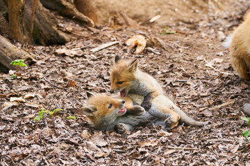 キタキツネの赤ちゃん
