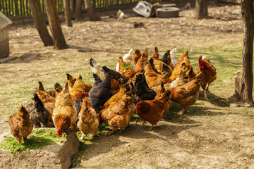 Chickens in a household somewhere in the country in Romania