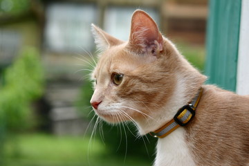 Red-white cat with collar