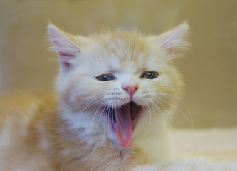 Котёнок порода шотландская короткошерстная (скоттиш-страйт )