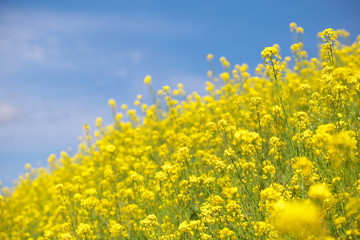 菜の花