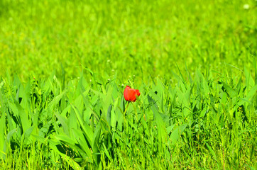 Nature background, summer and spring pattern. Red tulip in green grass