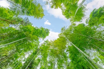 Photo sur Plexiglas Bambou La forêt de bambous florissante avec un magnifique soleil du matin.
