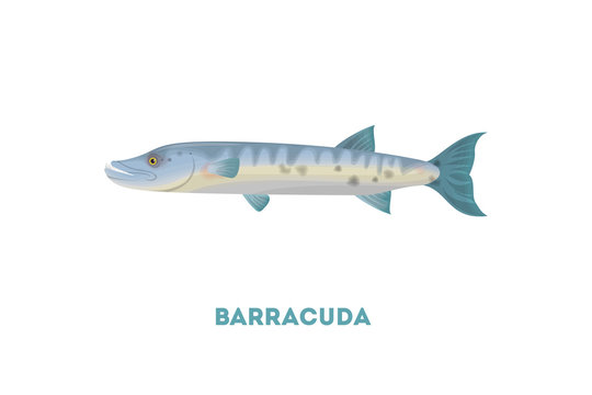 Isolated barracuda fish on white background. Seafood.