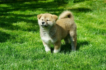 Puppy of Akita Inu breed on the green grass rejoices the sun