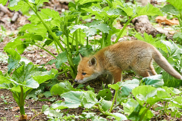 キタキツネの赤ちゃん

