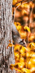 Squirrel on tree