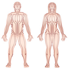 Body acupuncture meridians of man and woman - alternative therapy tcm treatment infographic - isolated vector illustration on white background.