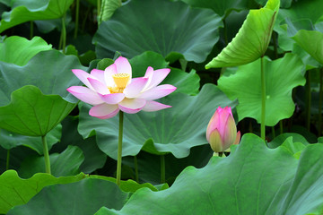 Lotus